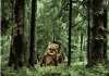 Ewoks Annihilation